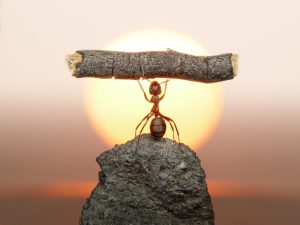 Ant holding up a log Overcoming big challenges